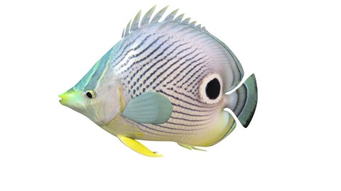 Four eye butterfly fish 3D Model