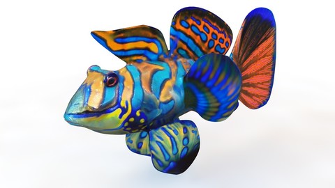 Mandarin Dragonet Goby 3D Model