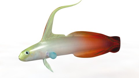 Red Fire Goby 3D Model