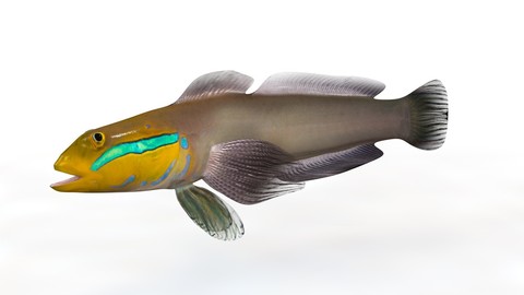 Sleeper Goldenhead Goby