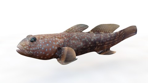 Tripletooth goby 3D Model