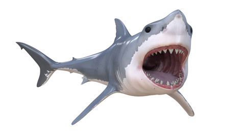 Great white shark