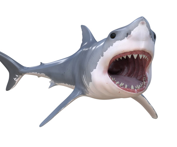 ArtStation - Great white shark | Resources