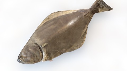 Halibut  Flatfish 3D Model