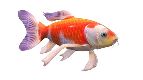 Koi 3D Model