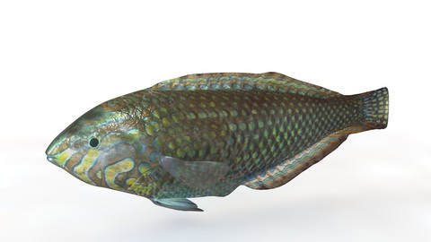 Pakoko Wrasse v2