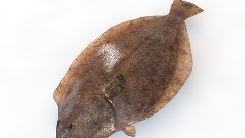 Panamic Flounder 3D Model