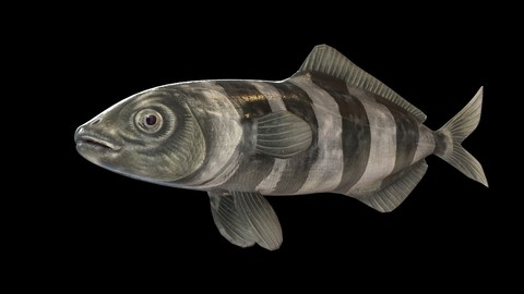 Pilot Fish 3D Model