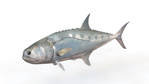 Queenfish 3D Model