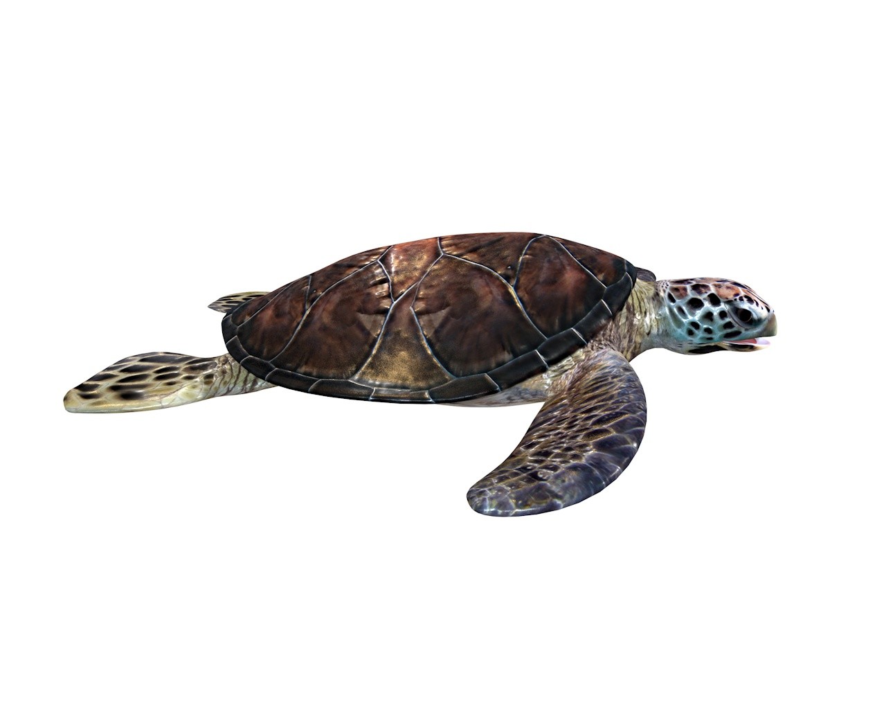 ArtStation - Sea Turtle 3D Model | Resources