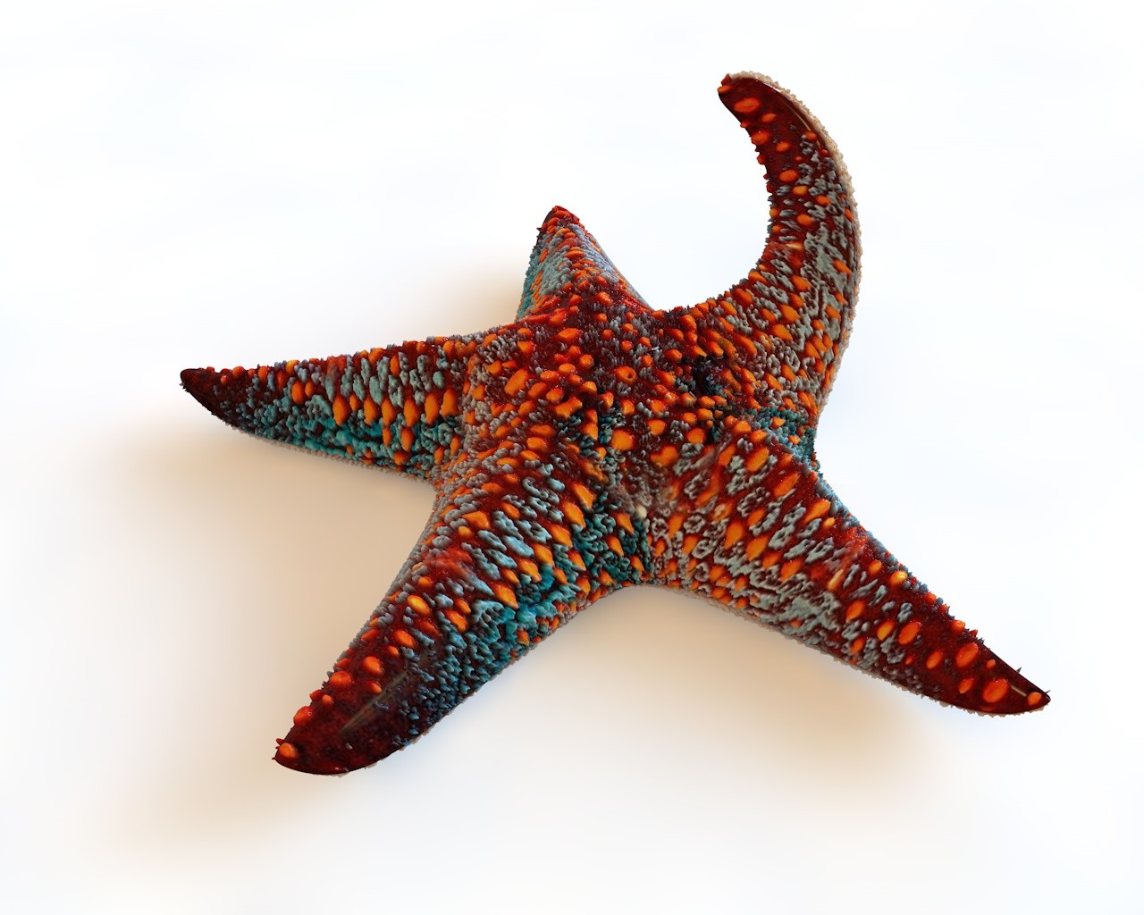 ArtStation - Starfish 5 type 3D Model | Resources