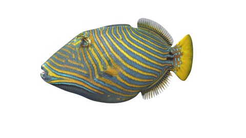 Undulate Triggerfish 3D Model