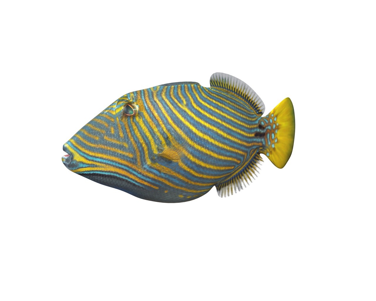 ArtStation - Undulate Triggerfish 3D Model | Resources