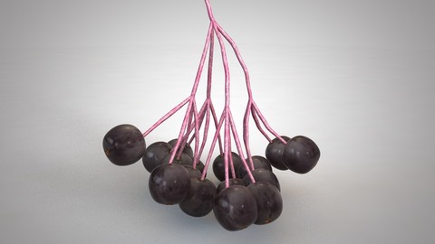 Elderberry 3D Model