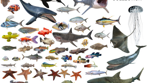 ArtStation - 50 Fish Collection low poly 3d Models | Resources ArtStation - 50 Fish Collection low poly 3d Models | Resources