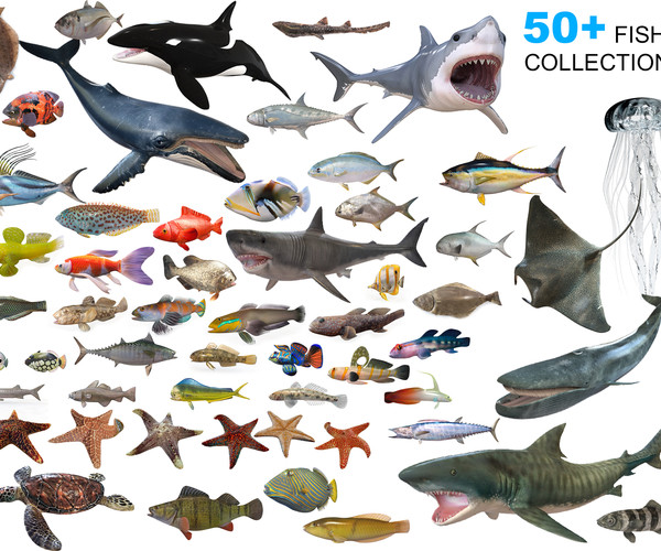 Artstation - 50 Fish Collection Low Poly 3d Models 