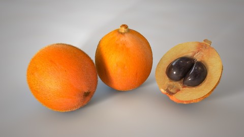 Loquat 3D Model