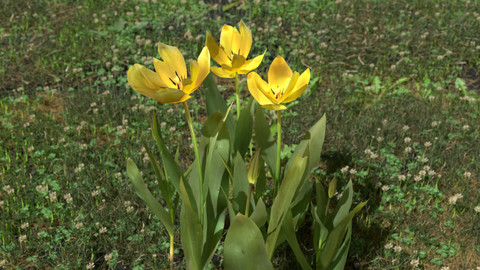 Gesner's Tulip Pack
