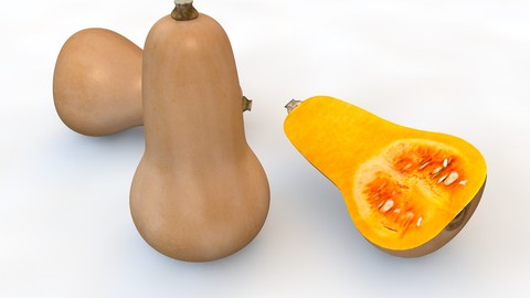 Butternut Squash 3D Model