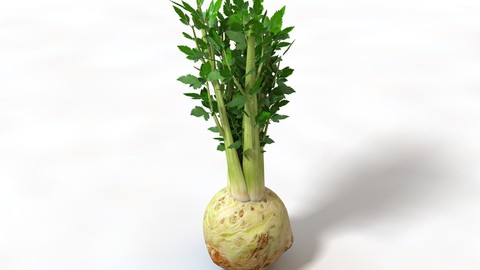Celery 3D Model
