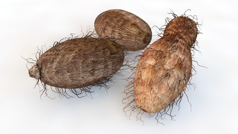 Colocasia _ Taro 3D Model