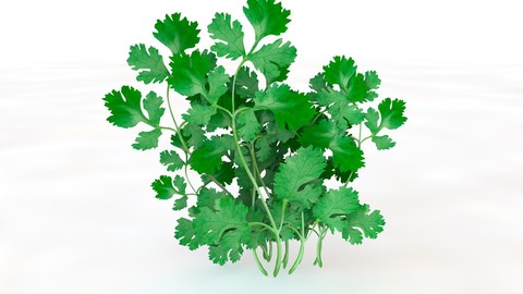 Coriander 3D Model