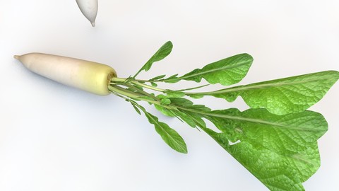 Daikon Radish 3D Model