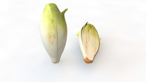 Endive 3D Model