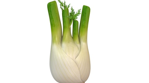Fennel 3D Model