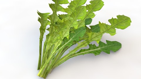 Dandelion Greens 3D Model