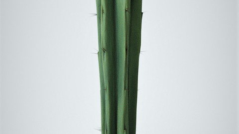 Cactus 3D-Model