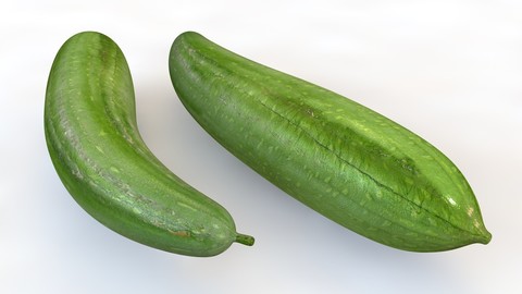 Luffa 3D Model