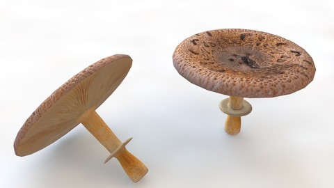 Mushrooms brown wide top 3D Model