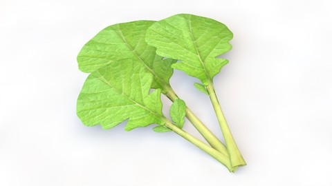 Mustard Greens 3D Model