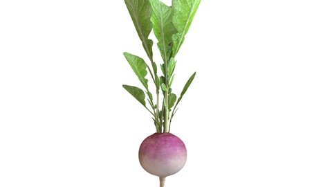 Radish Pink 3D Model