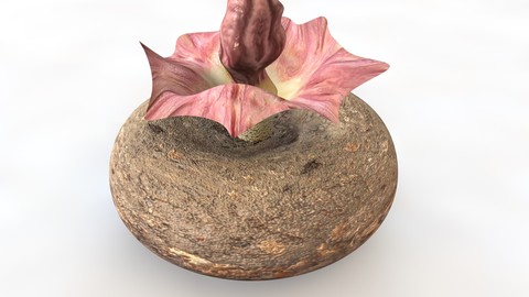 Yam _ Elephant’s Foot 3D Model