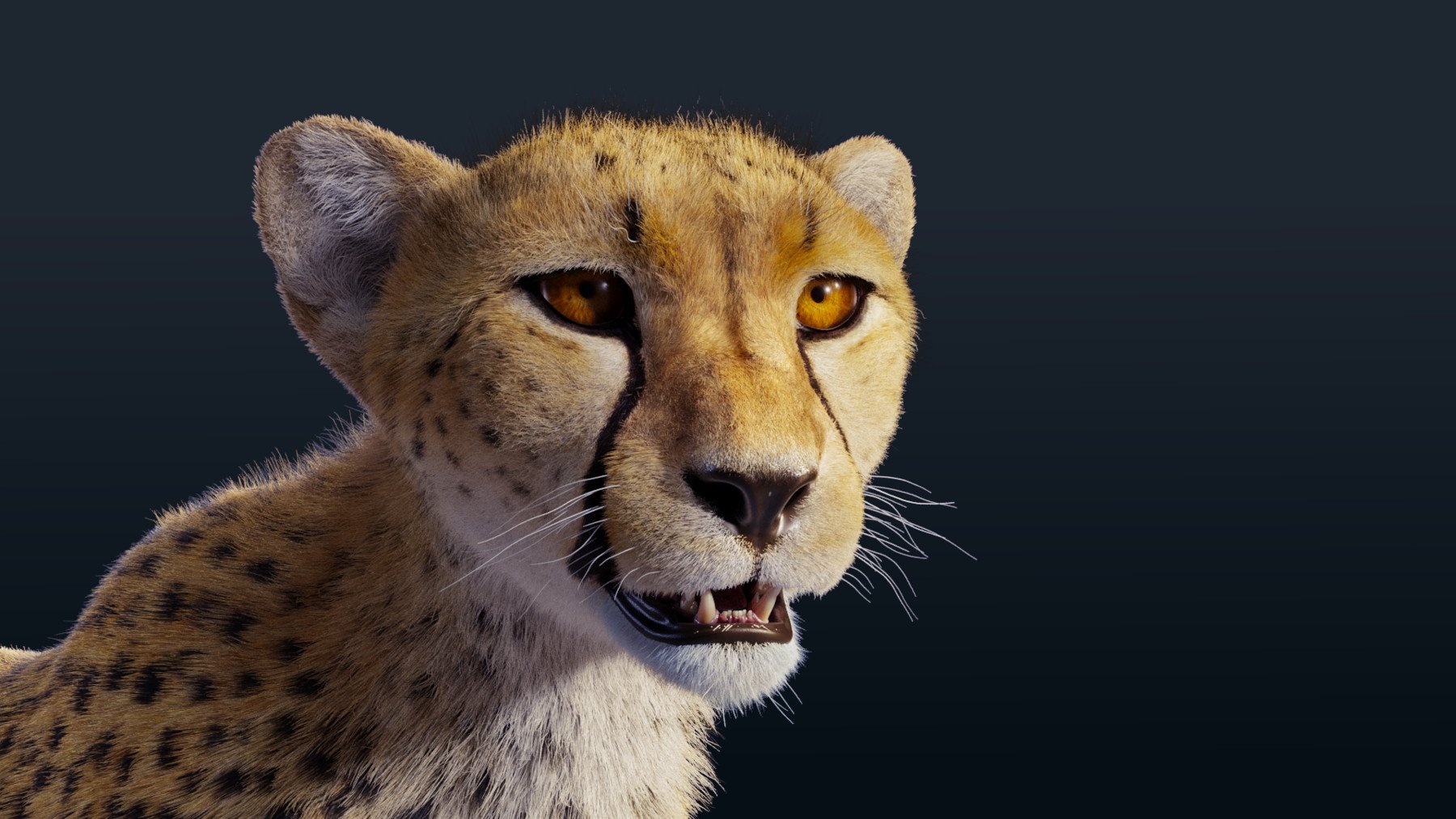 ArtStation - 3D Animal | Cheetah Animated | Resources