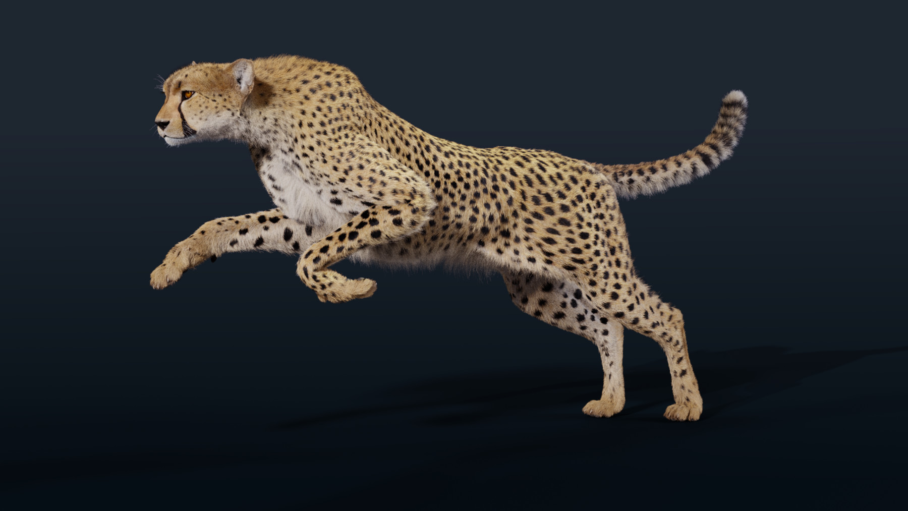 ArtStation - 3D Animal | Cheetah Animated | Resources