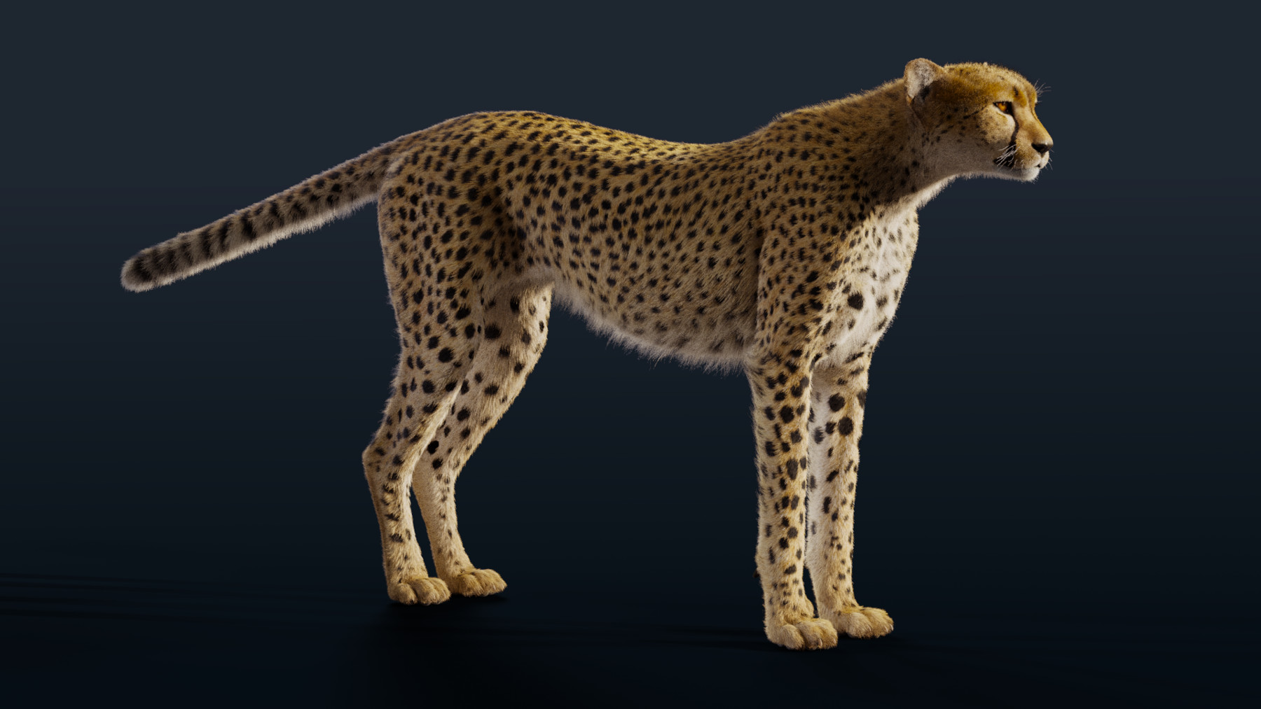 sweep in cheetah3d sweep in cheetah3d