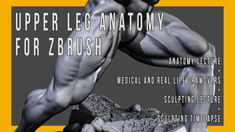 Upper Leg Anatomy