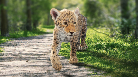 Panthera onca Baby Animated  Fur 3D model