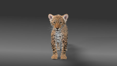 Panthera onca Baby Fur 3D model