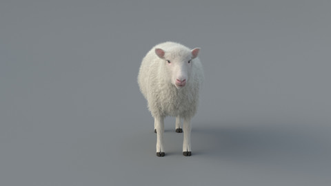 Sheep 3D model