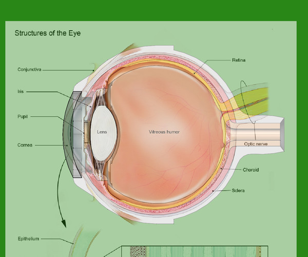 ArtStation Human eye anatomy 3d printing model Resources