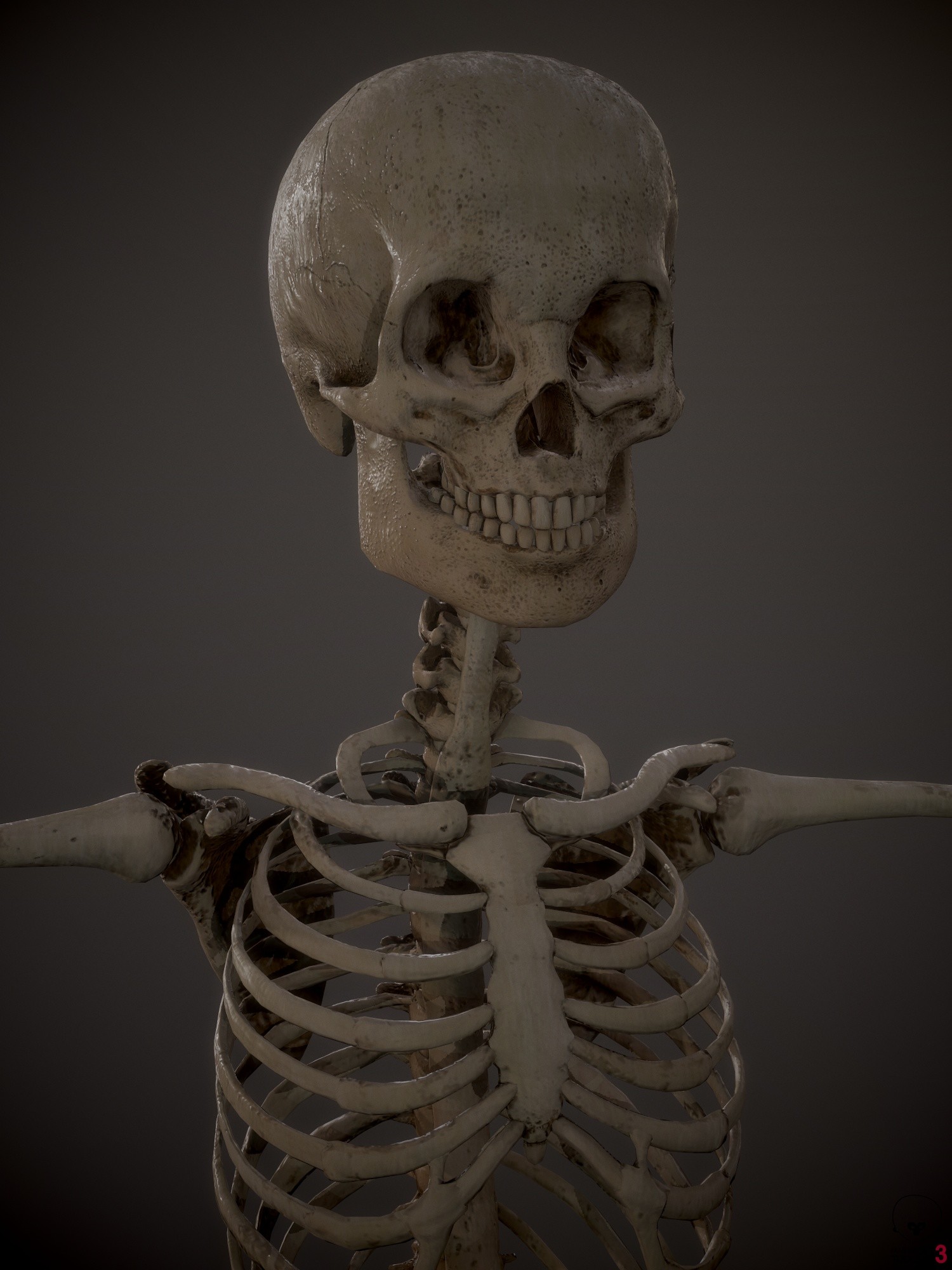 ArtStation - 3D Human Skeleton