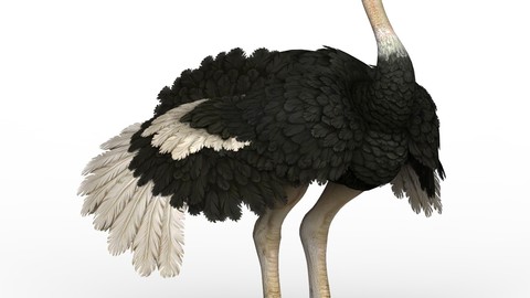 Ostrich 3D Model