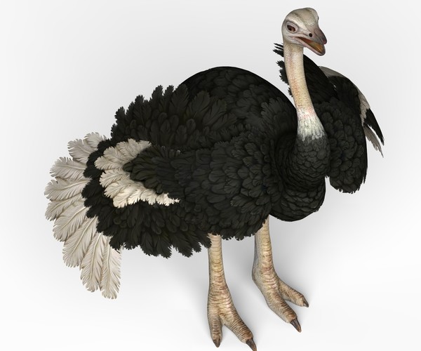 ArtStation - Ostrich 3D Model | Resources