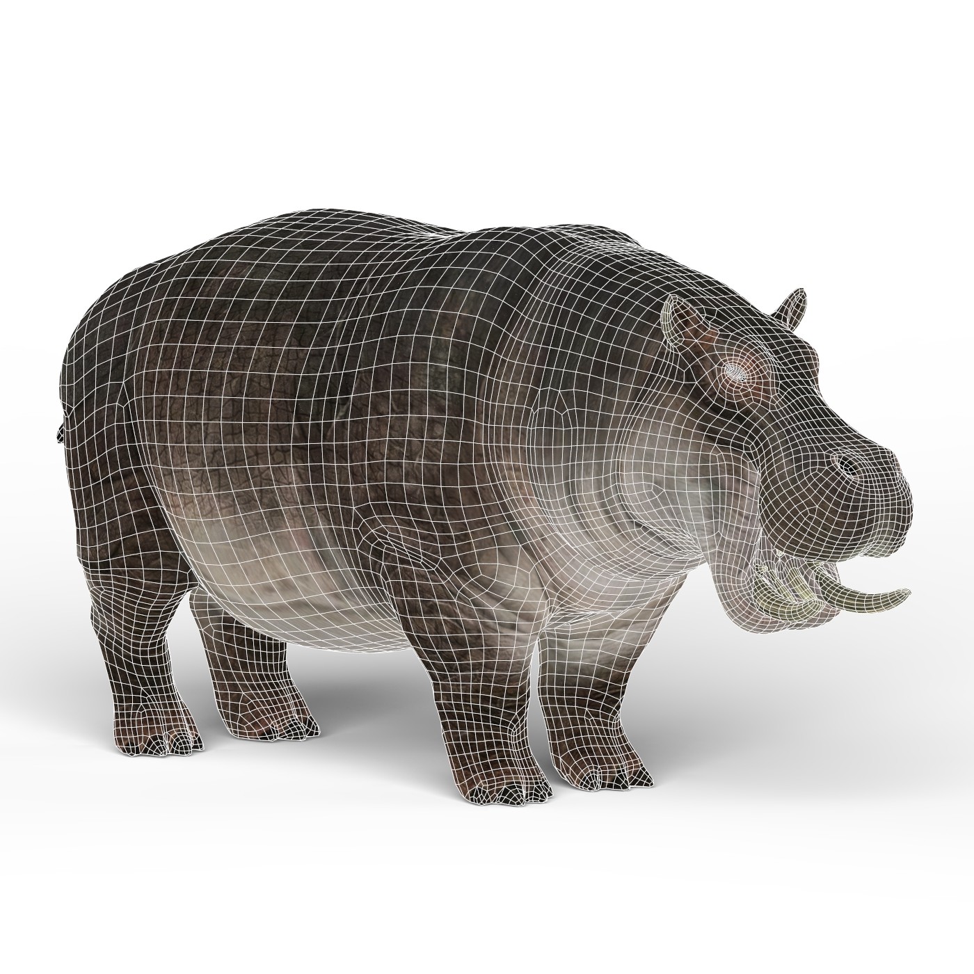 ArtStation Hippopotamus 3D Model Resources