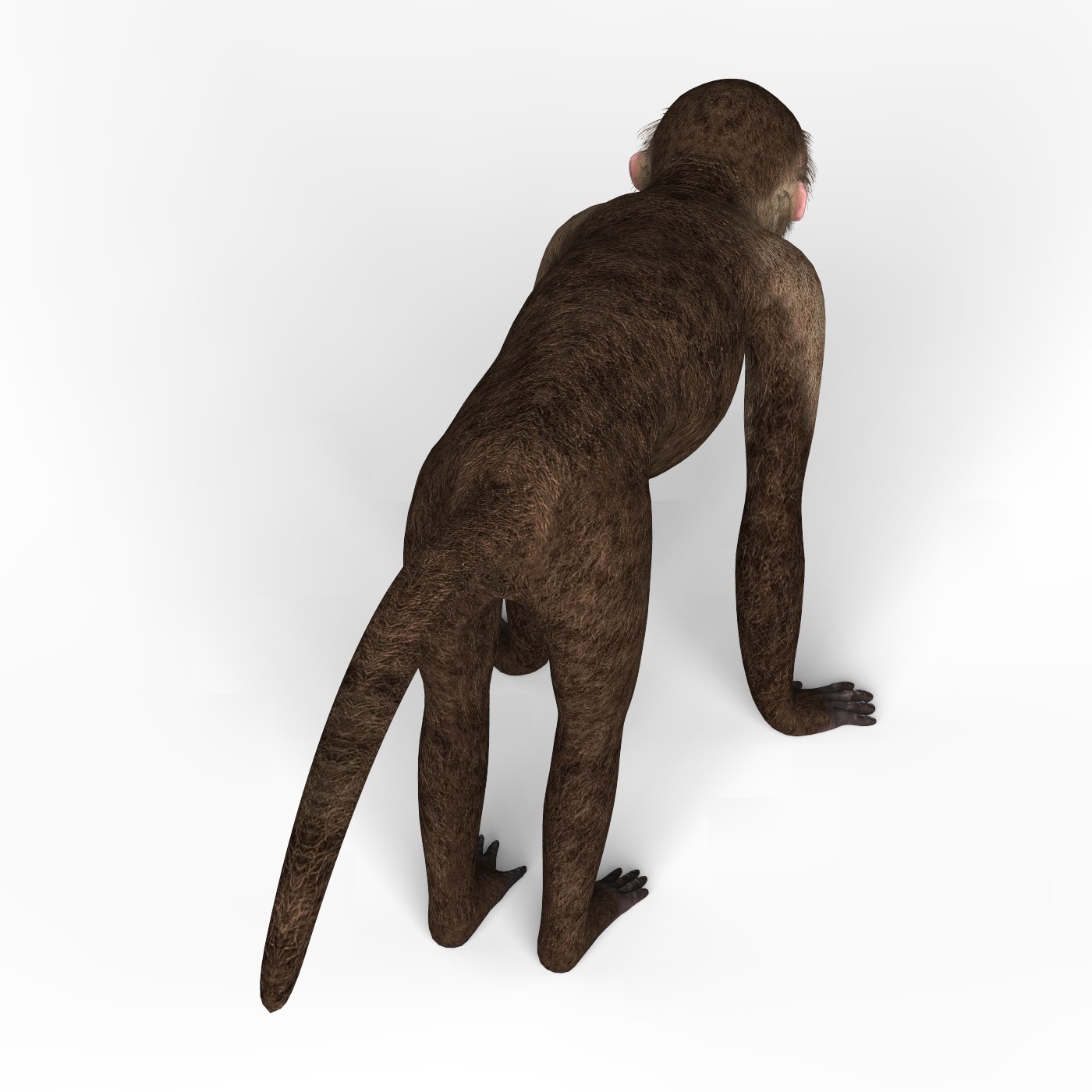zbrush capuchin monkey model