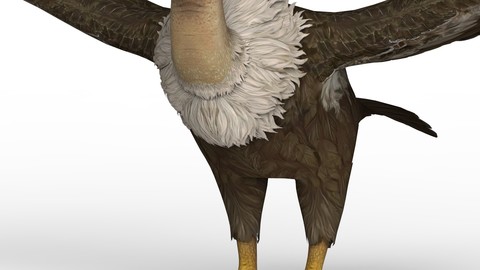 Vulture 3D Model